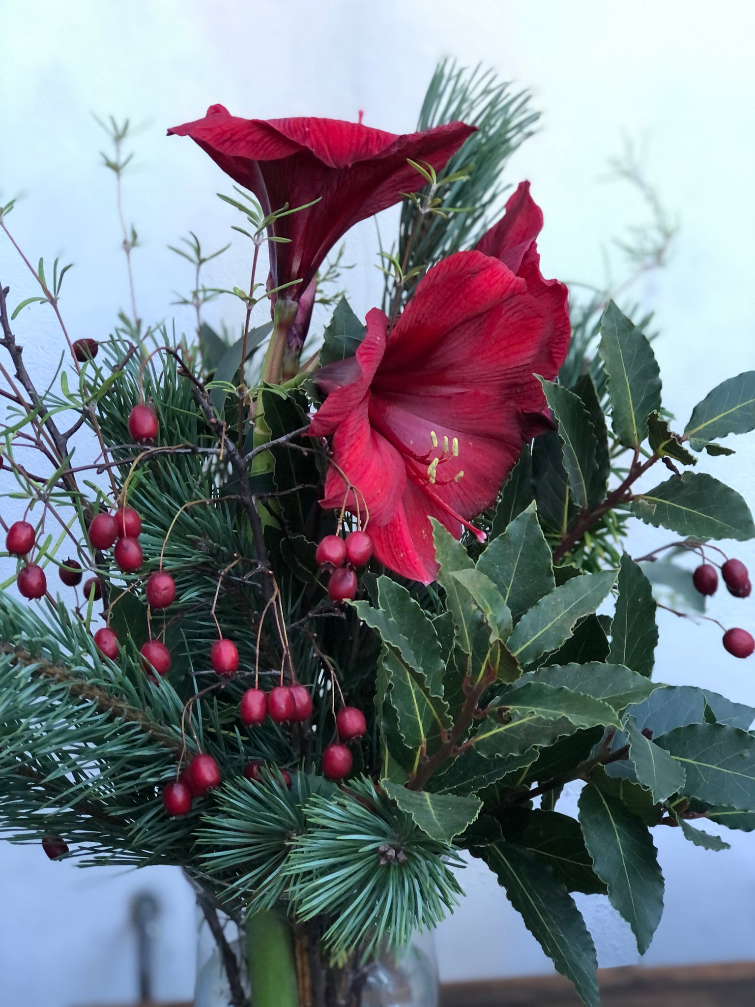 Festive 75cm tall long lasting Amaryllis arrangement.